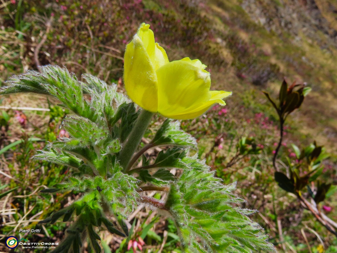57 Pulsatilla alpina sulphurea (Anemone alpino).JPG
